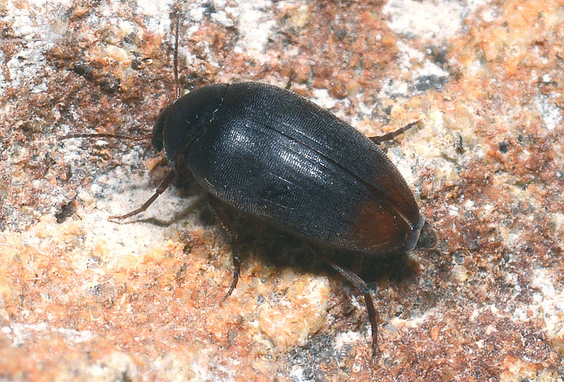 Eucinetidae: Eucinetus haemorrhoidalis da confermare